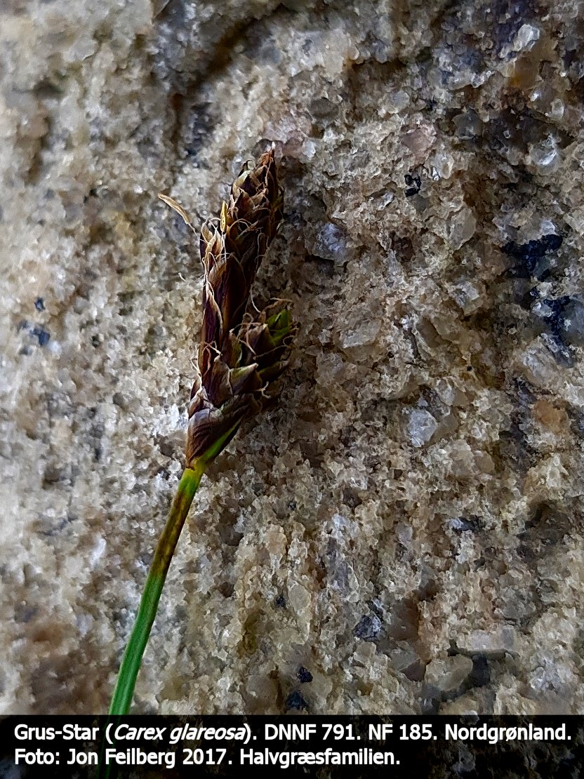 a CAREX GLAREOSA a tex3 2017-07-19 12.21.34