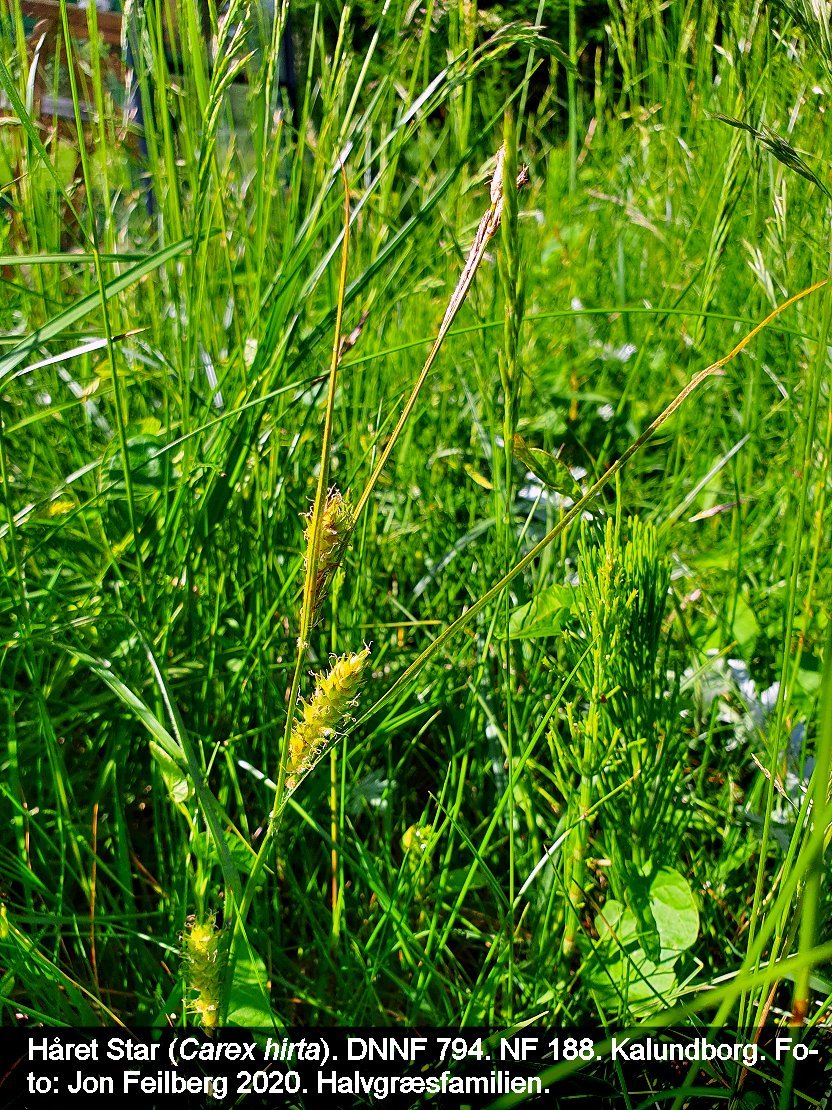 a CAREX HIR tex3 2020-05-30 15.57.46-2