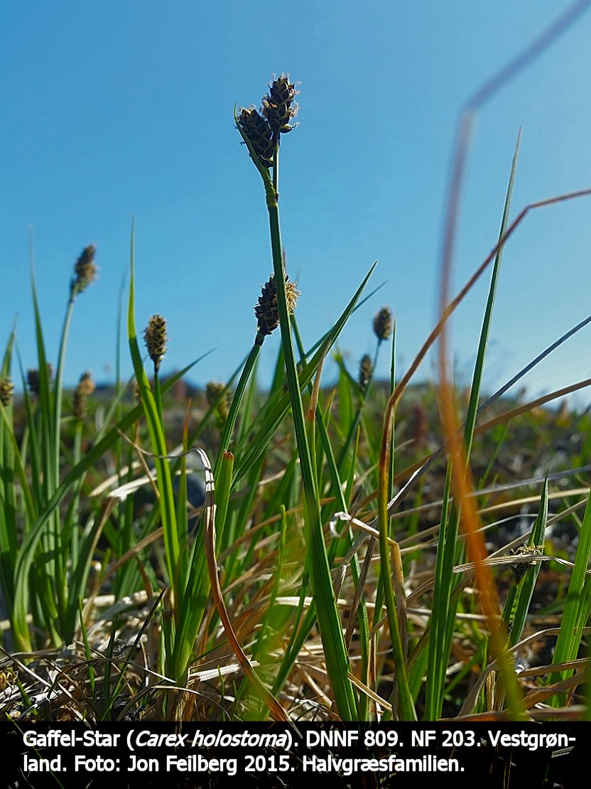 a CAREX HOLb tex3 20150715_180405