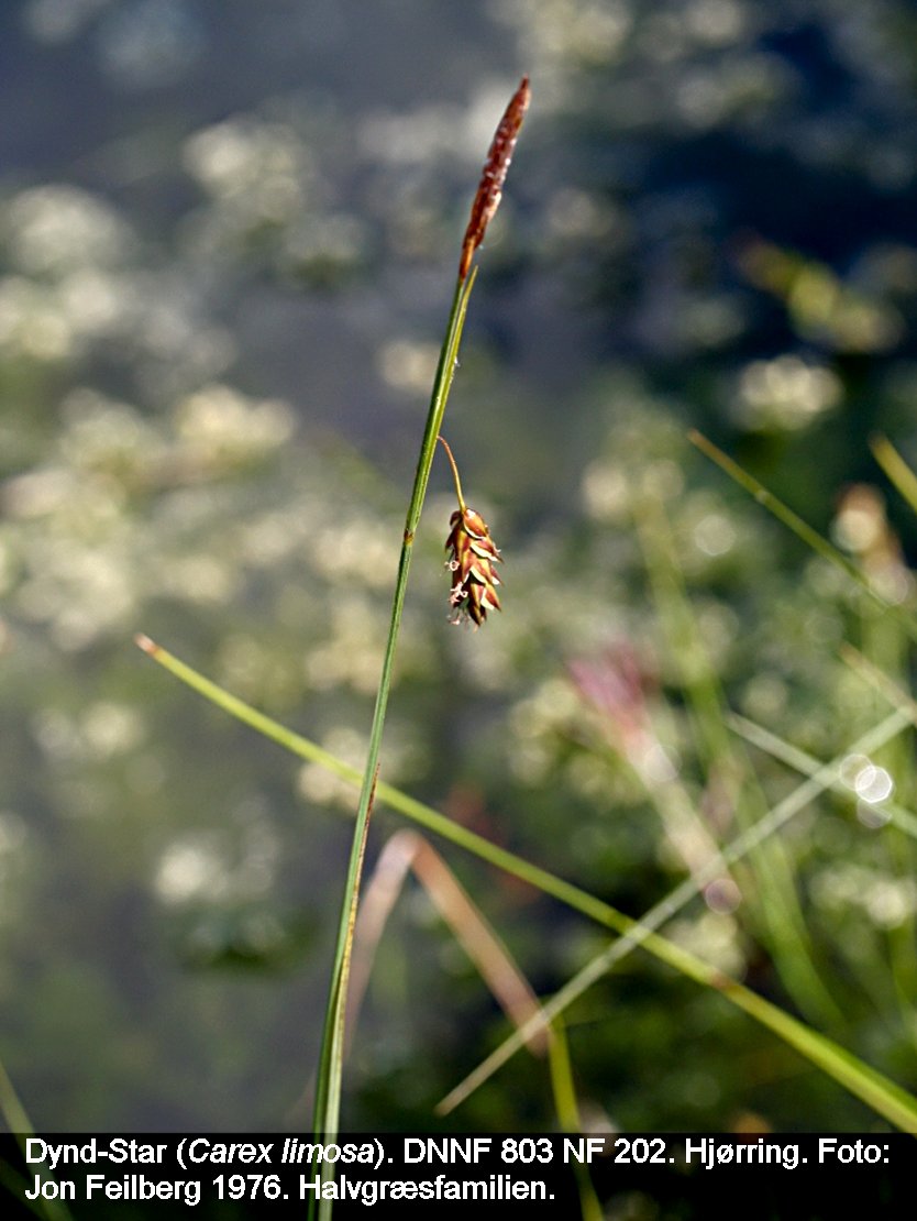 a CAREX LIM tex img 0297