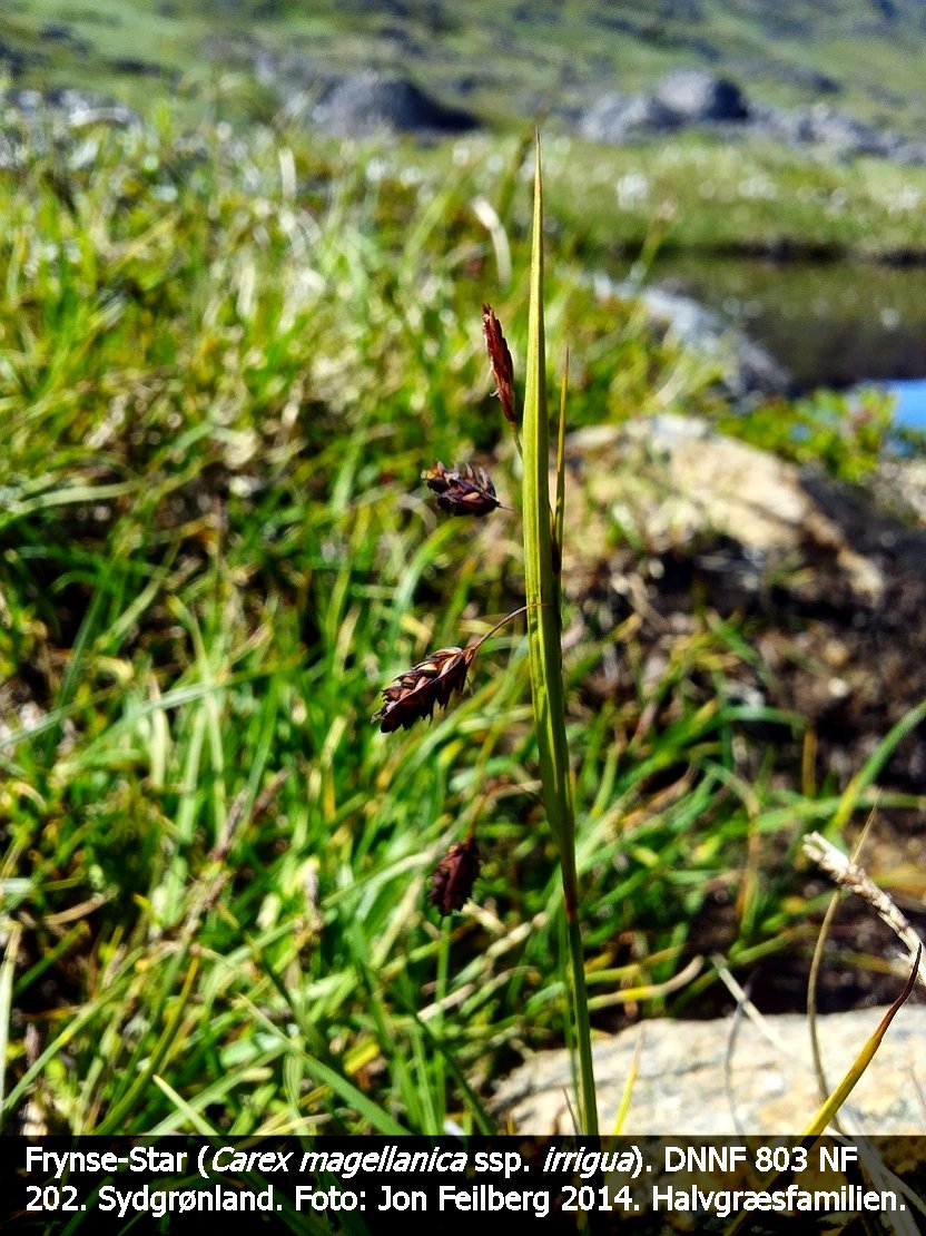 a CAREX MAG tex3 2014-07-10 14.18.17