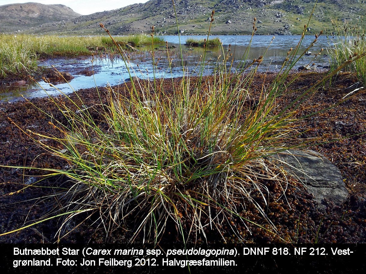 a CAREX MAR PSE tex3 20120721_102219