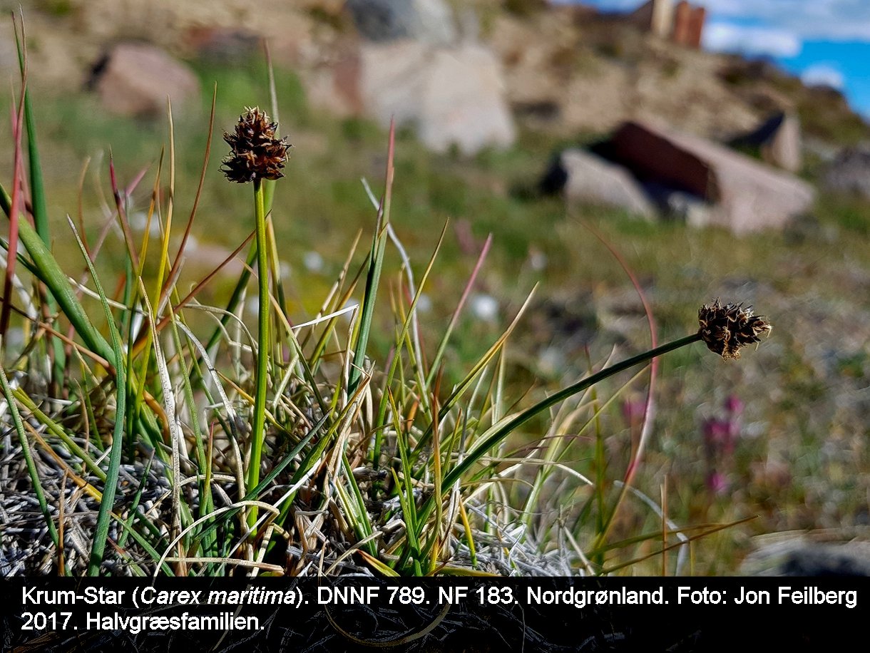 a CAREX MARI tex3 20170728_162009