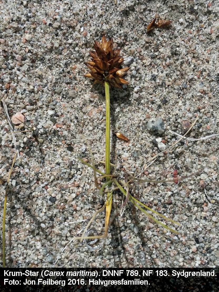 a CAREX MARd tex3 20160724_194624