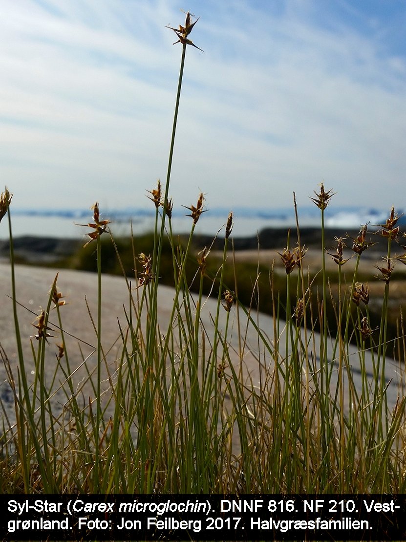 a CAREX MICROGLOCHIN tex. 20150720_222044