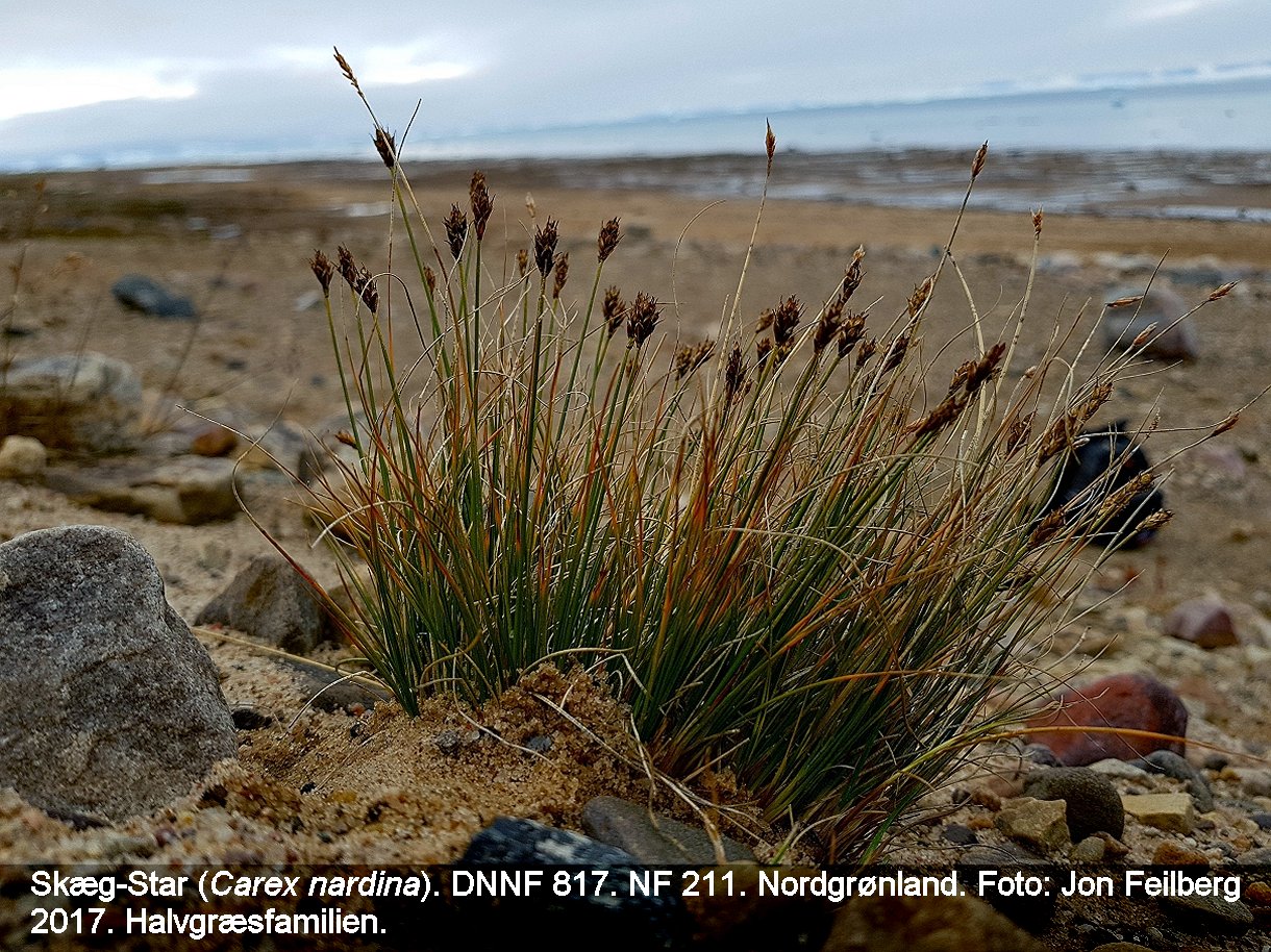 a CAREX NAR tex 2017-08-02 14.58.45