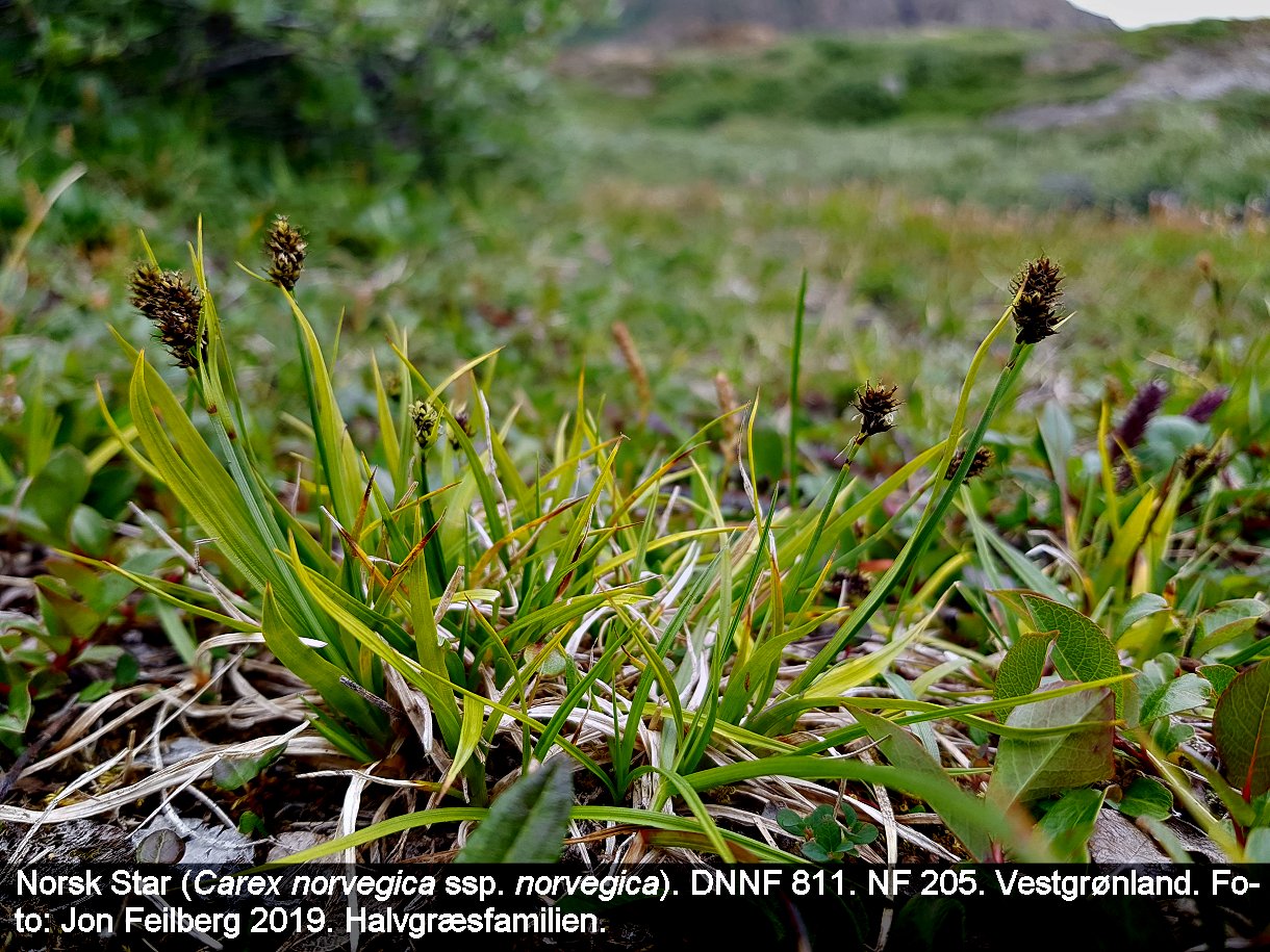 a CAREX NOR tex3 2019-07-11 10.51.12