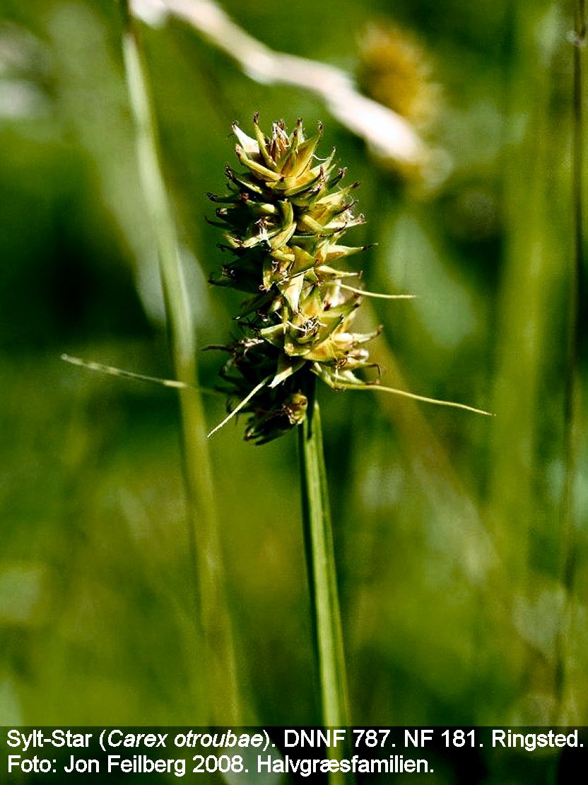 a CAREX OTR tex img_0358