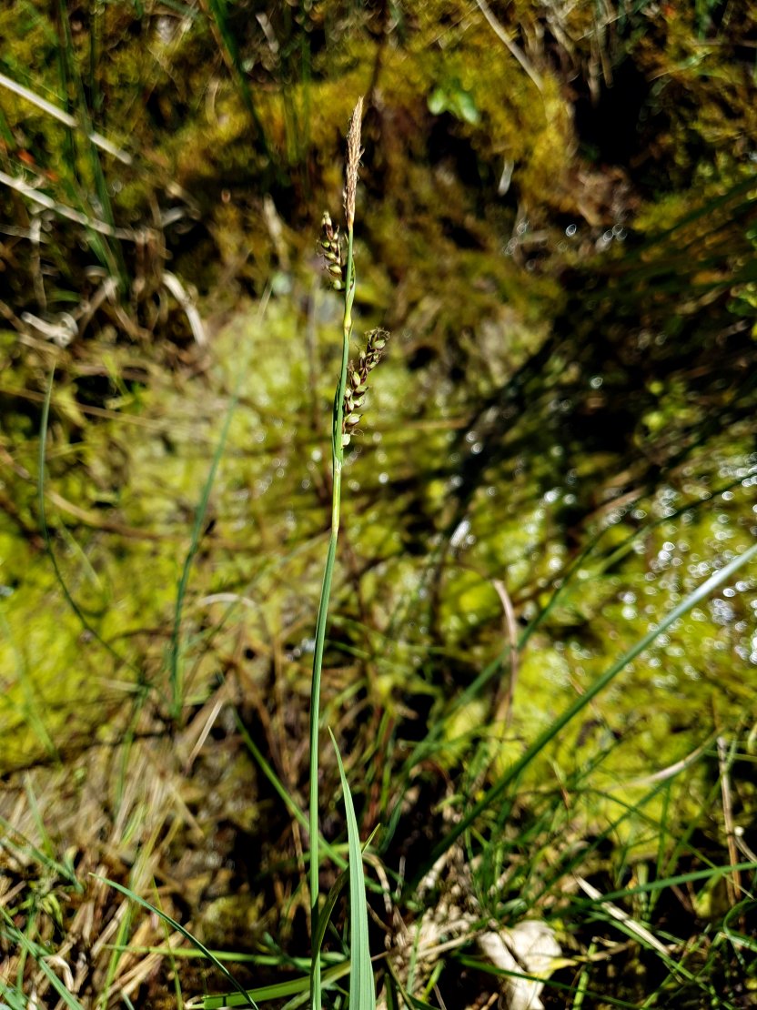 a CAREX PANI 20200531_151615