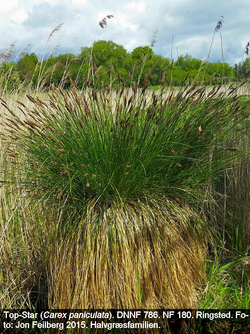 a CAREX PANa tex2015-05-26 12.44.06