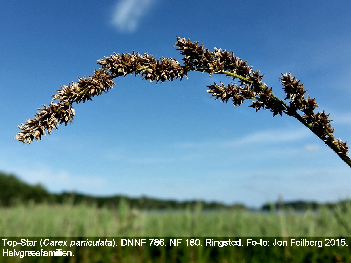 a CAREX PANb tex  2017-06-27 16.15.27