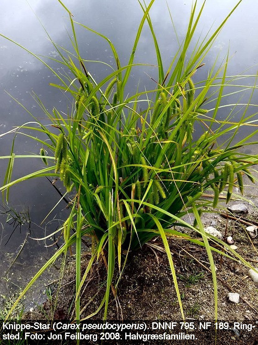 a CAREX PSE tex3 2008-2