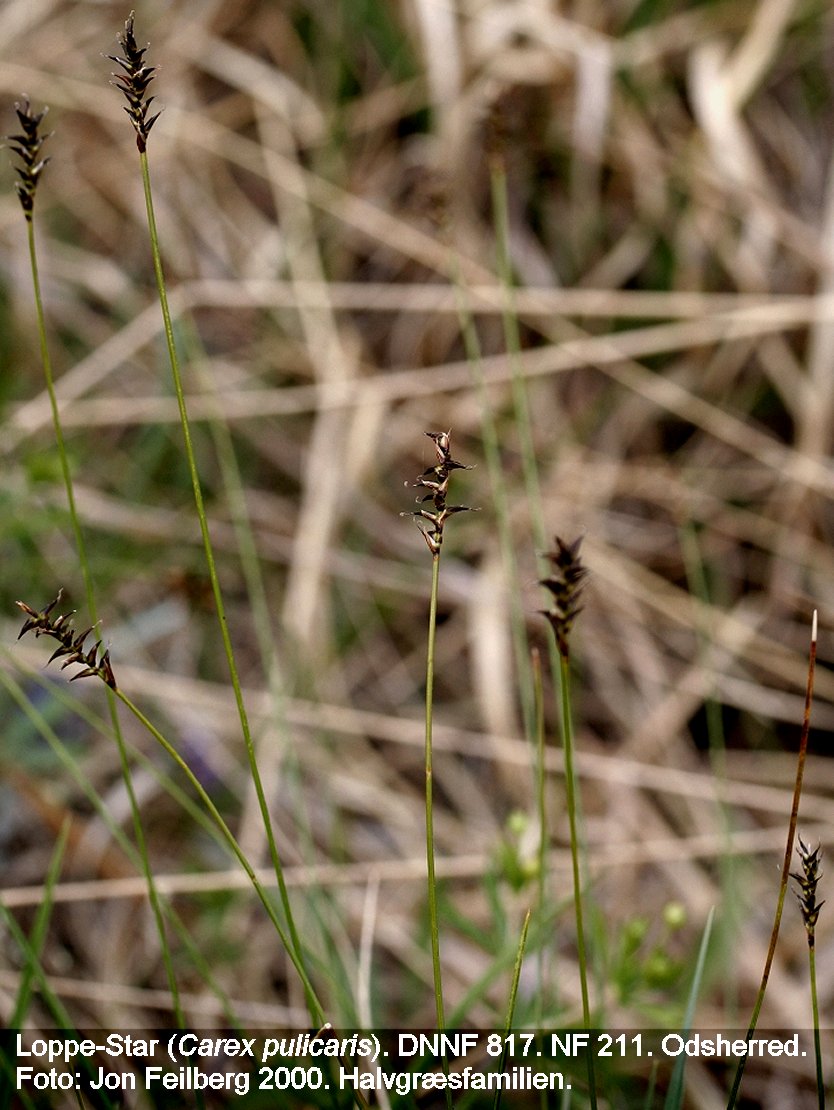 a CAREX PULICARIS tex  img_0174