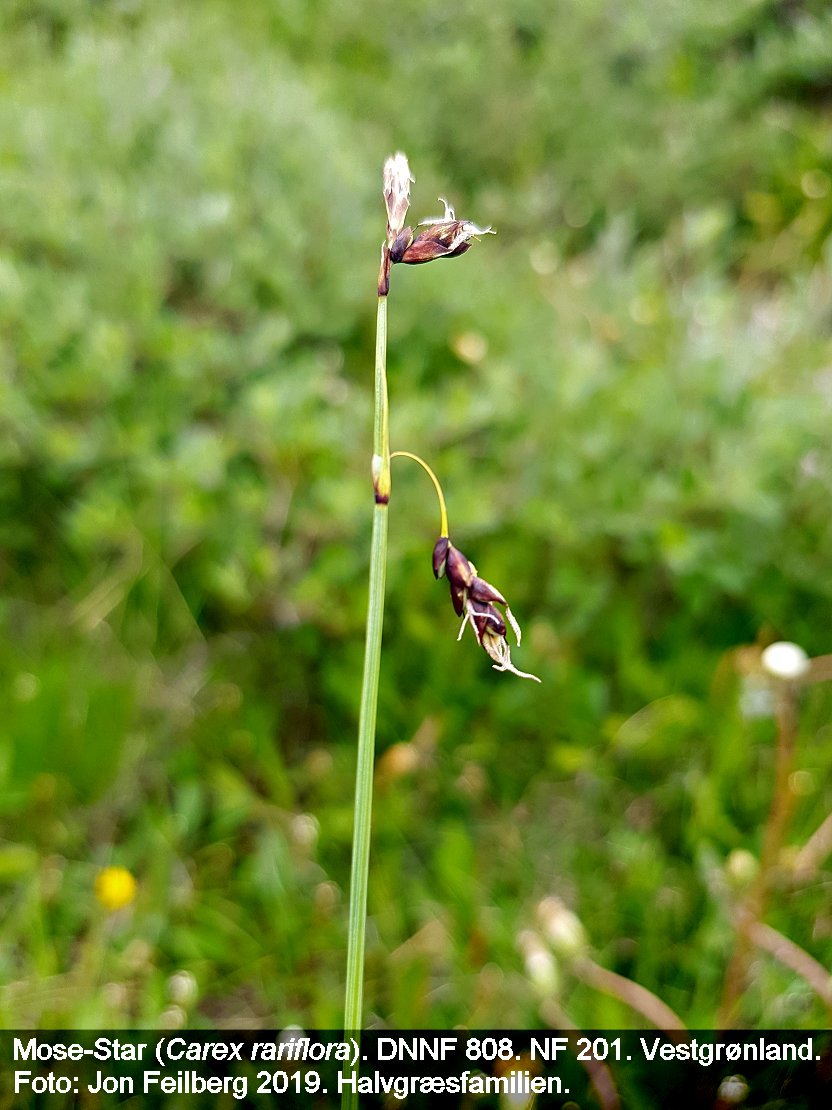 a CAREX RAR tex3 2019-07-11 11.34.13