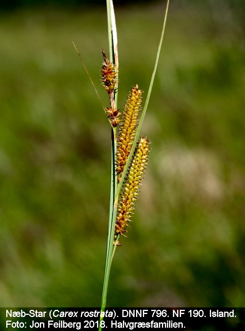 a CAREX ROS tex Img_0082