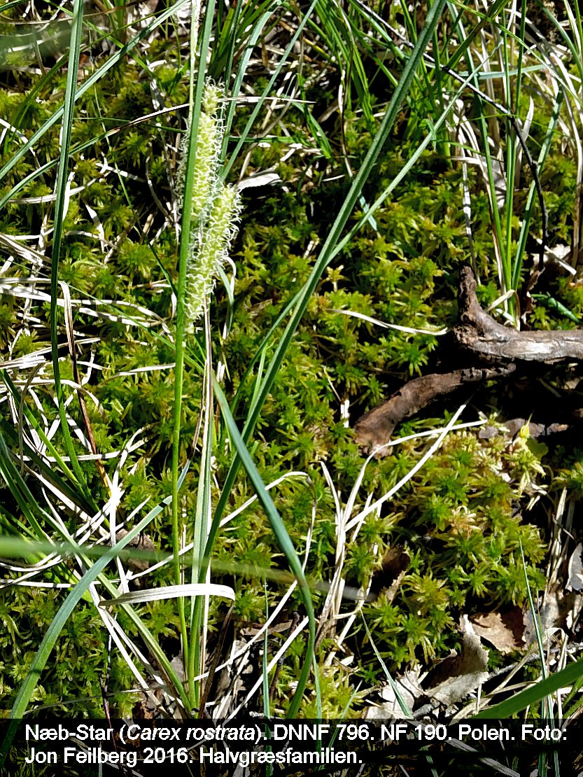 a CAREX ROSb tex3 20160525_104840
