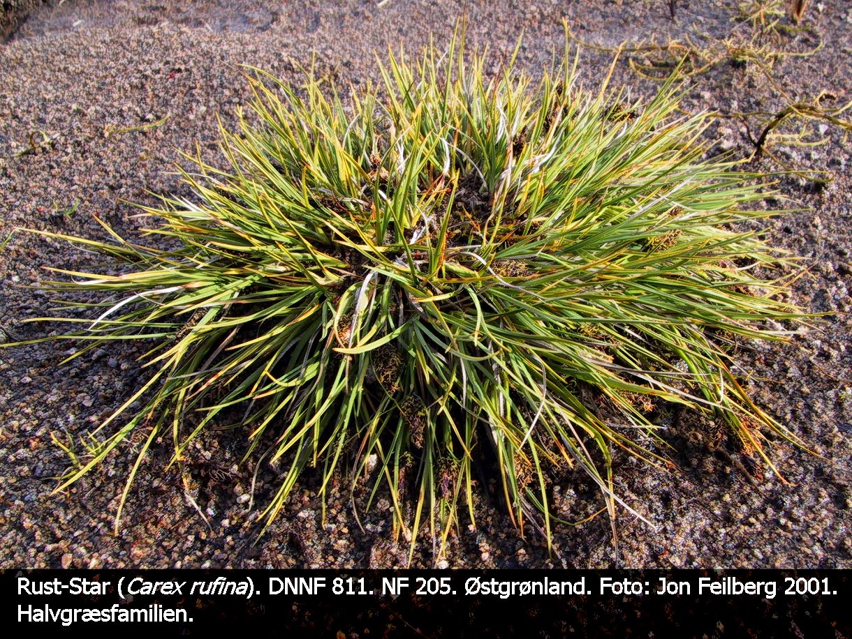 a CAREX RUF tex3 2001 119-1973_IMG 2