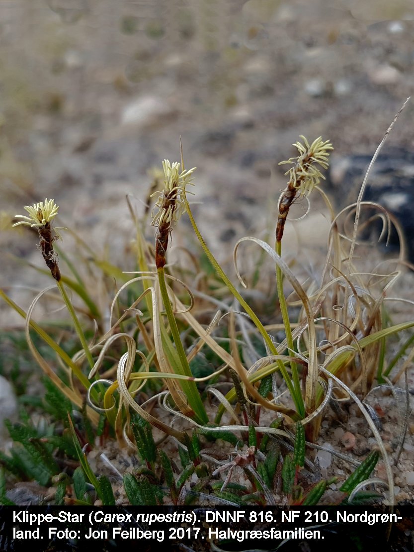 a CAREX RUP tex3 20170724_200349