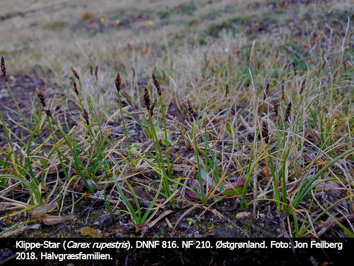 a CAREX RUPESTRIS tex3 20180802_161543