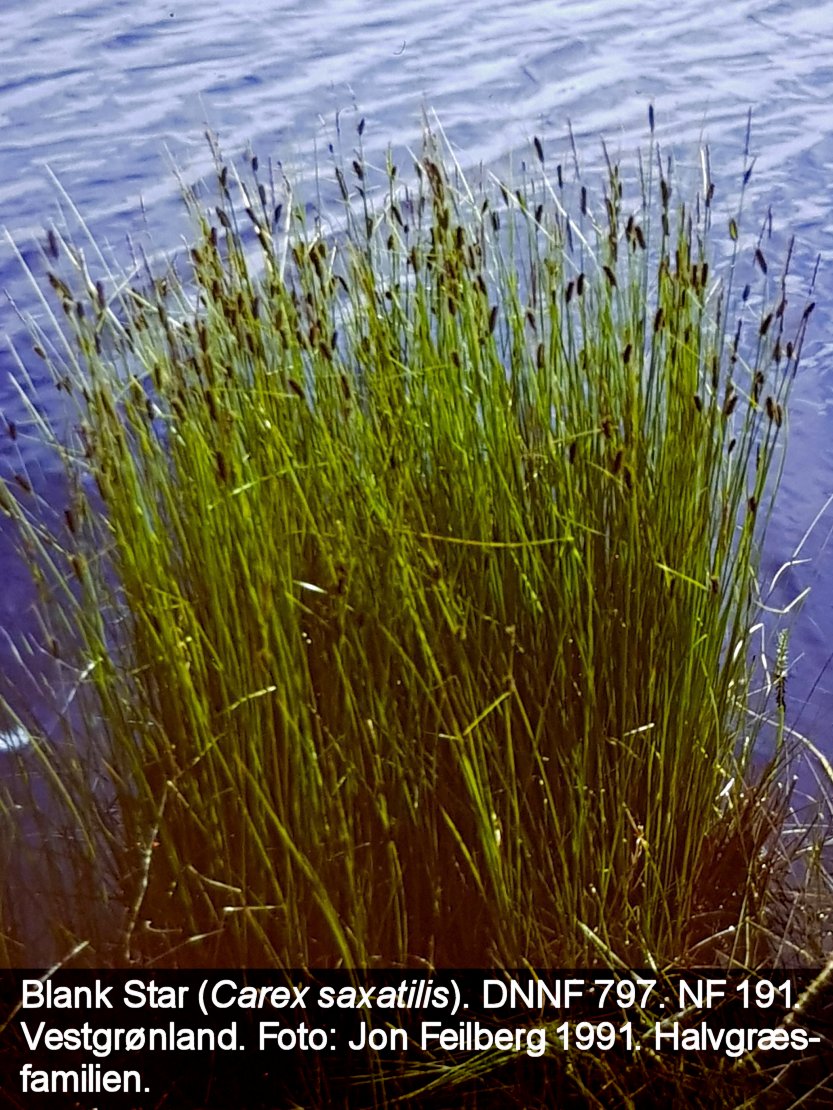 a CAREX SAXATILIS tex2 20181227_191554