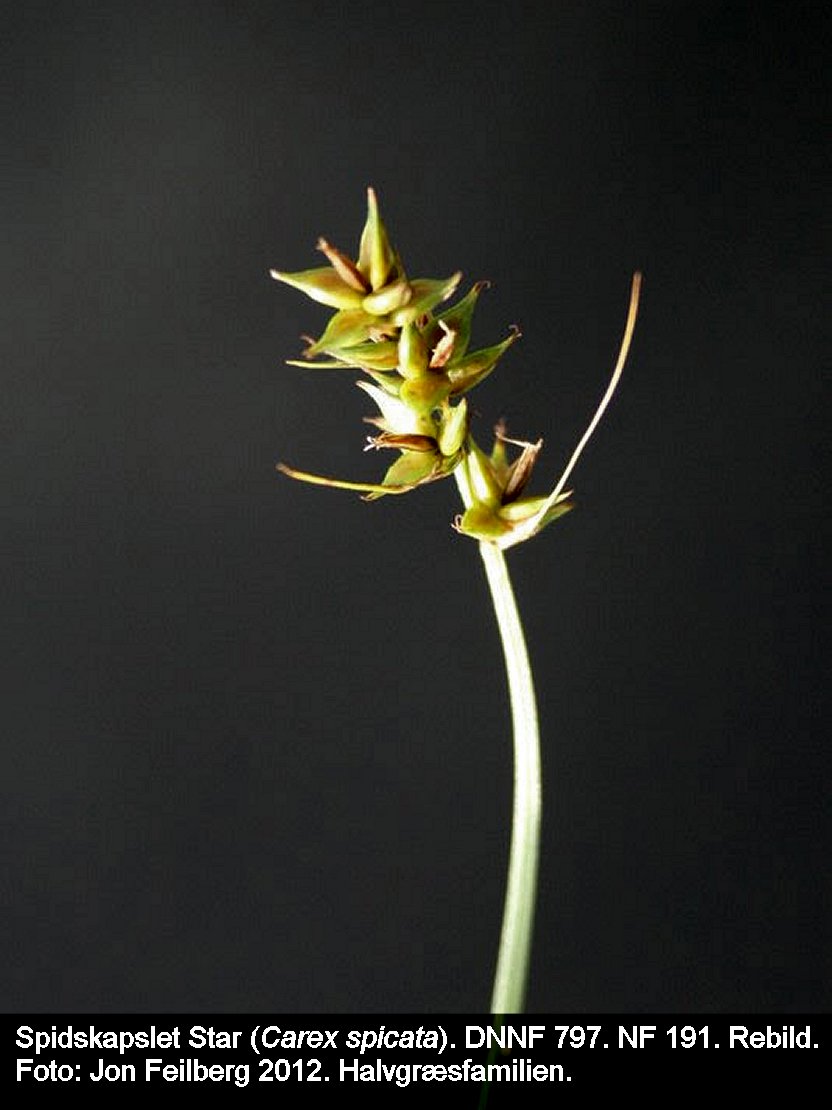 a CAREX SPIc tex3 2012 Forskelligt-10 018