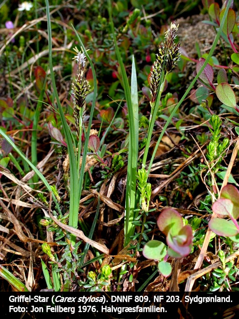 a CAREX STYb tex3 1976 img_0224