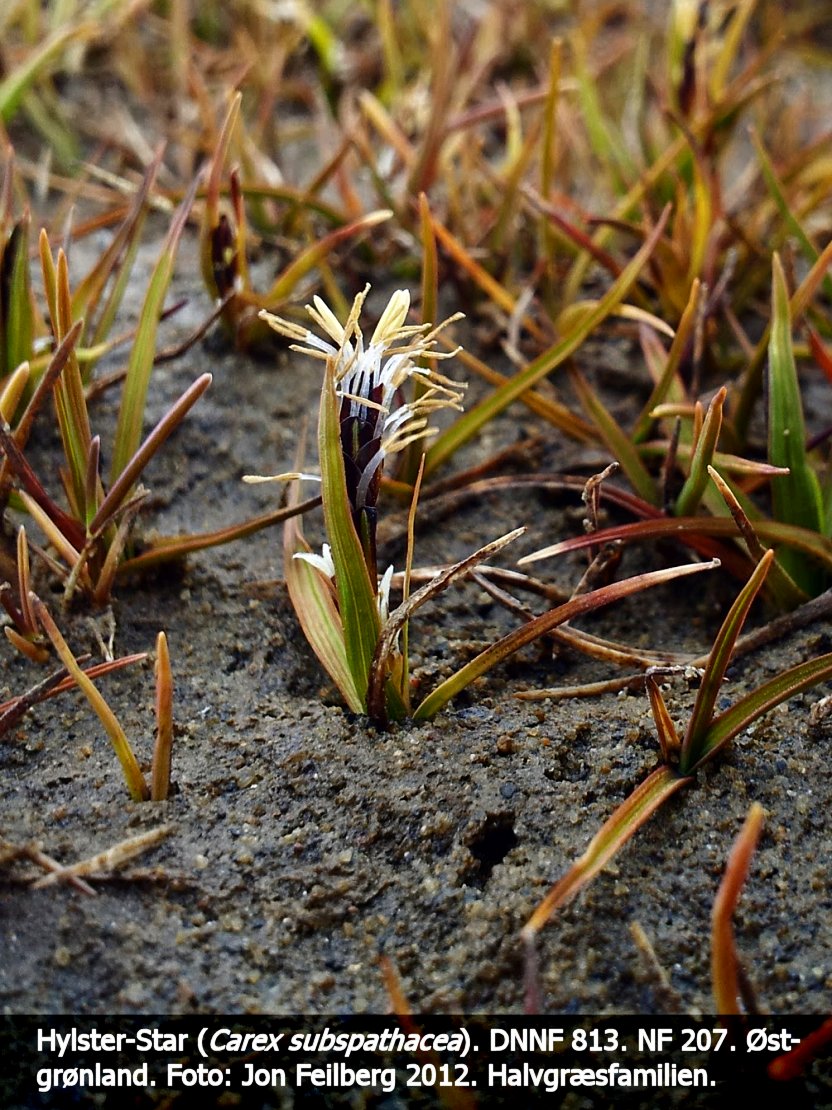 a CAREX SUBSb tex3 20120708_164259