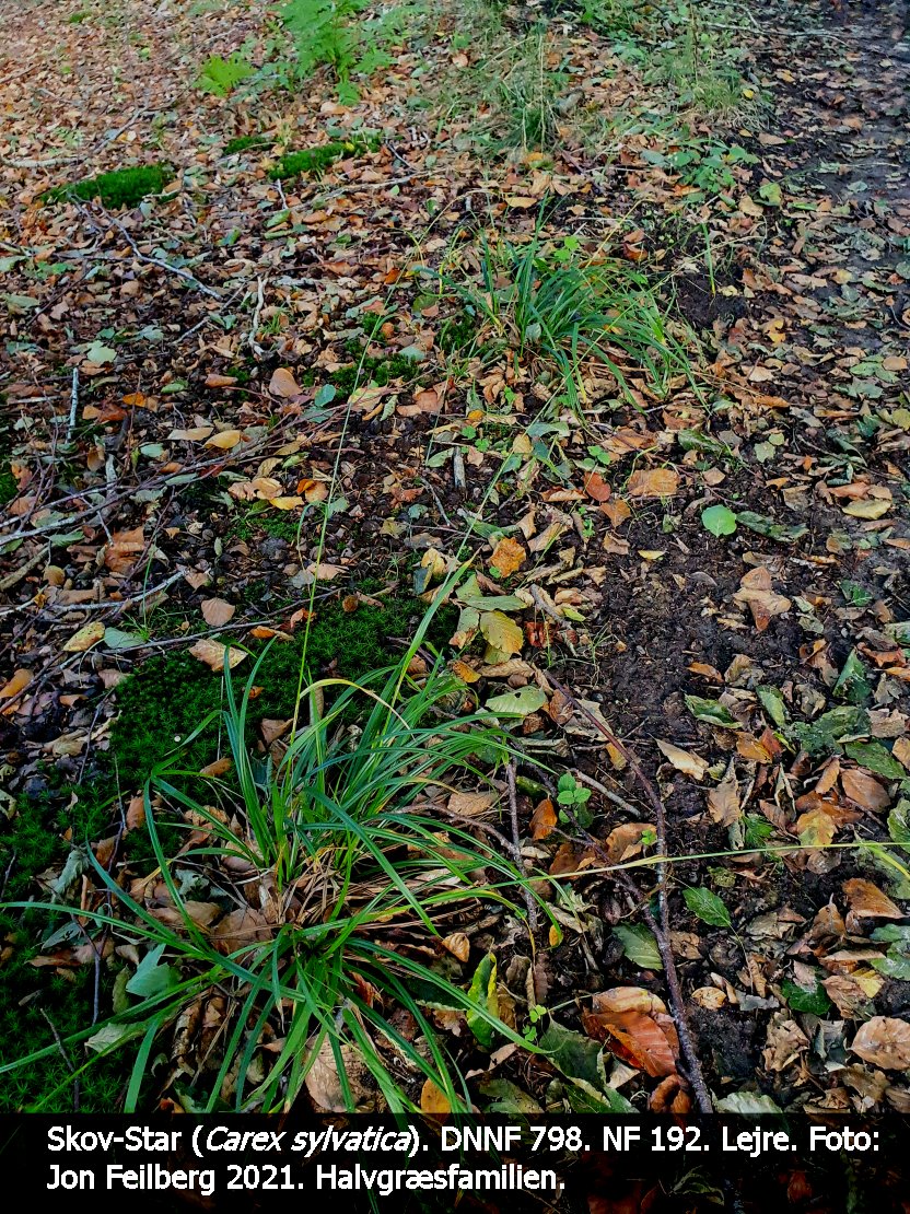 a CAREX SYLa tex3 2021-09-28 14.58.29