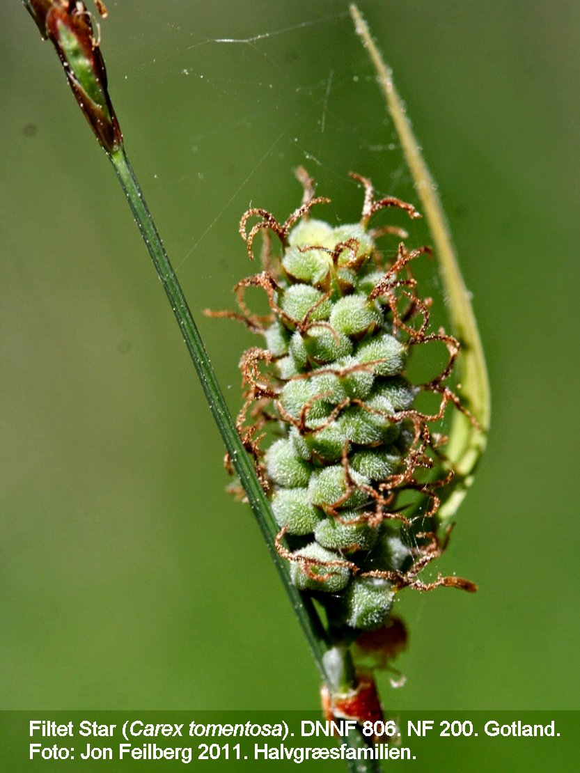 a CAREX TOM Itex mg_0129