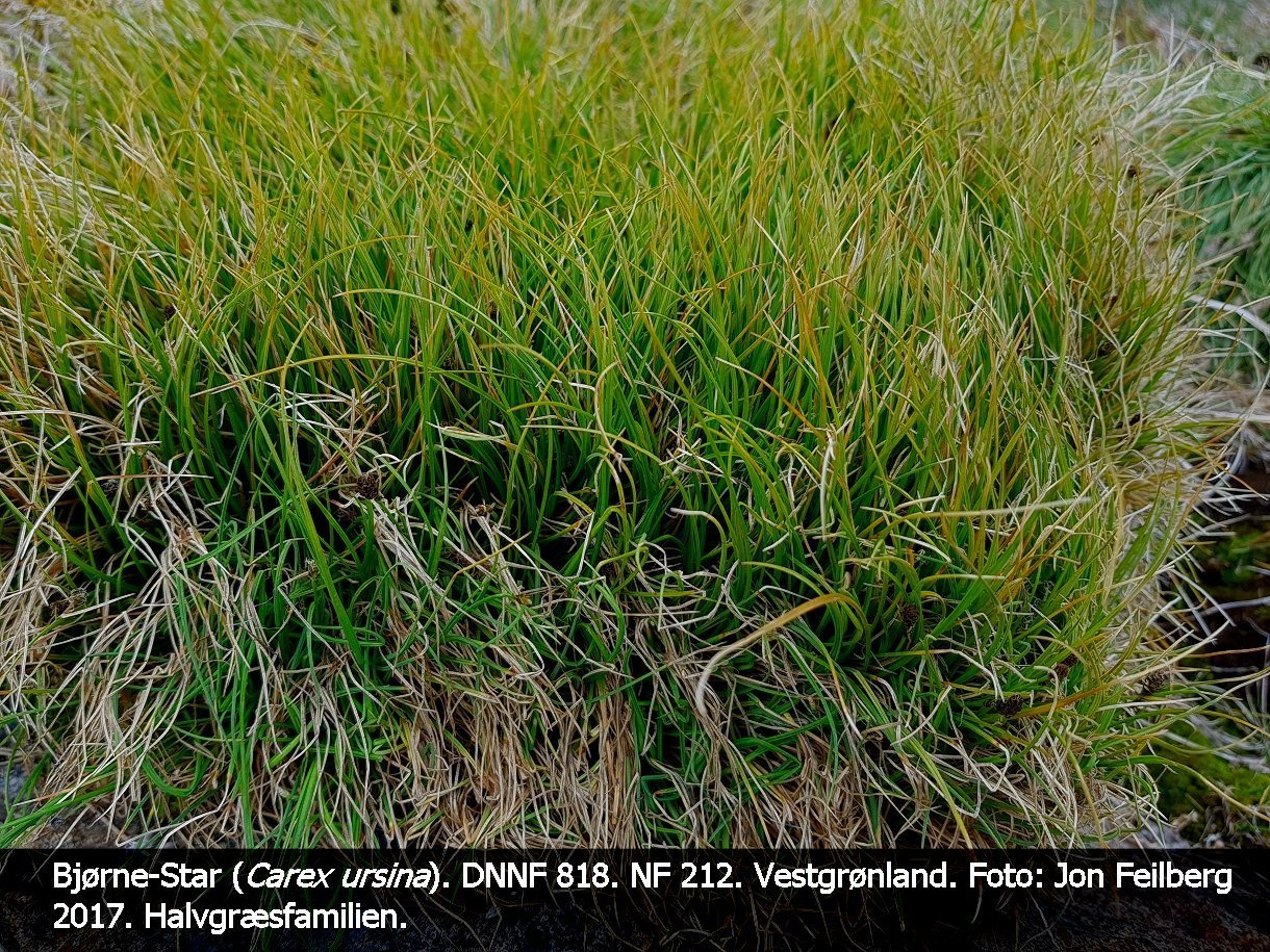 a CAREX URSINAa tex3 2017-07-19 12.07.25