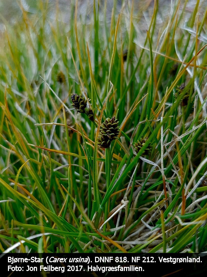 a CAREX URSINAb tex3 2017-07-19 12.06.44