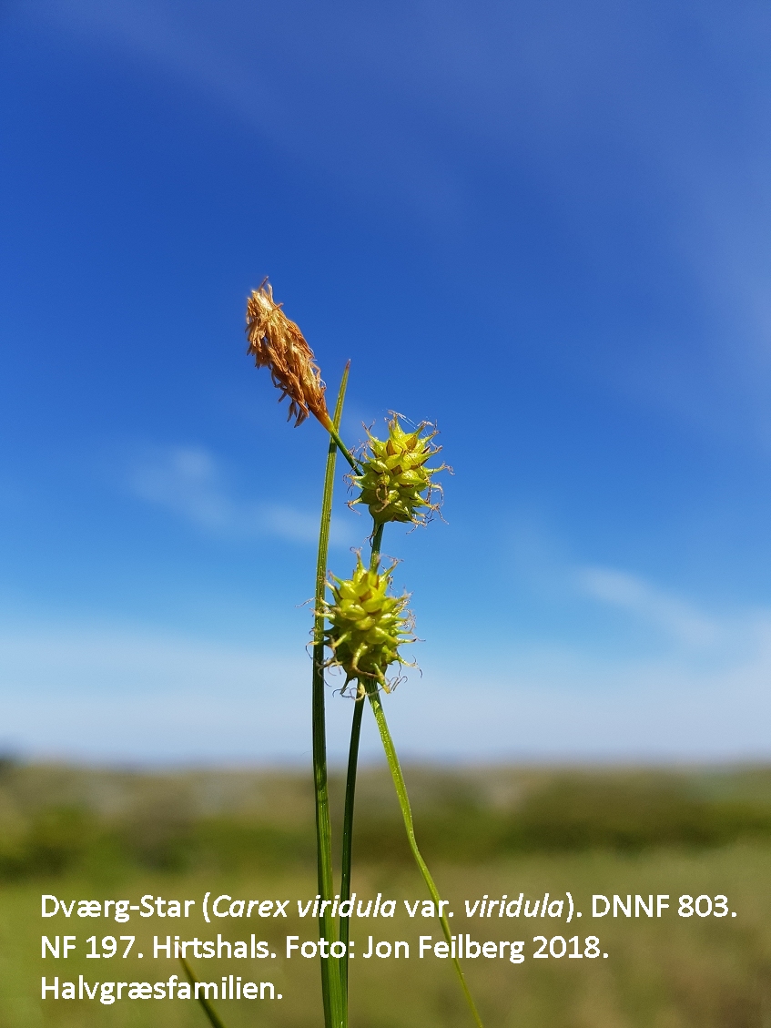 a CAREX VIRIDULA VIRIDULA a tex 2018-05-26 11.12.57