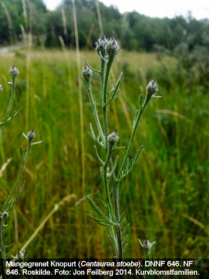 a CENTA STOEB tex 20140621_130049