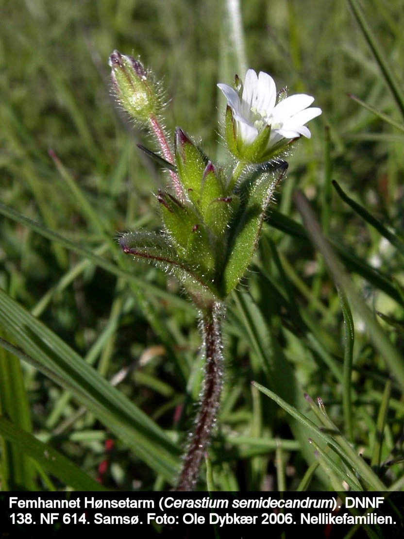 a CERA SEMb tex3 2006 hønsetarm, femhannet 02