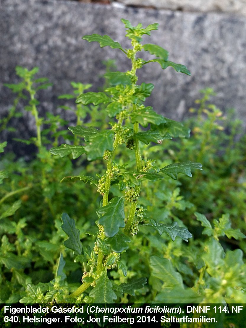 a CHEN FIC tex3 20141012_162138-2