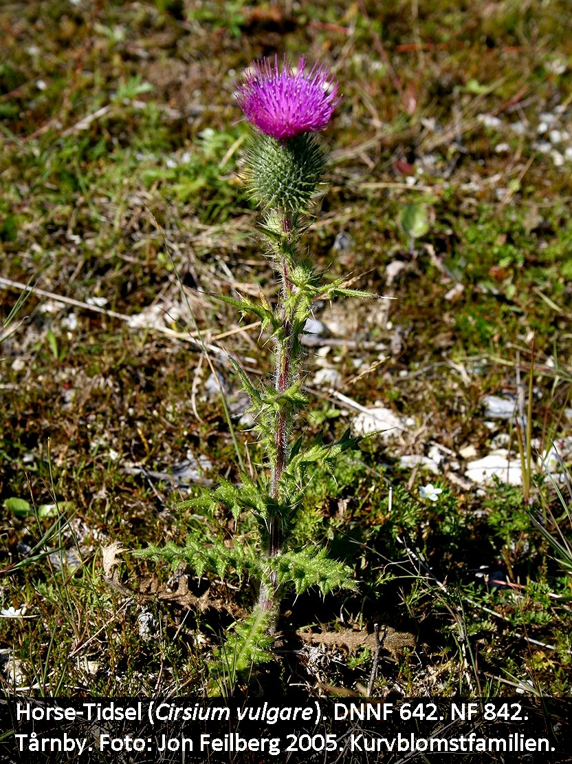 a CIRS VUL tex2 Img_0203