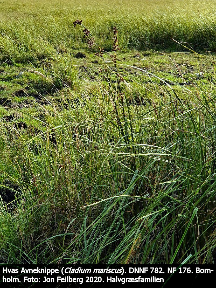 a CLAD MARb tex3 20200903_163433
