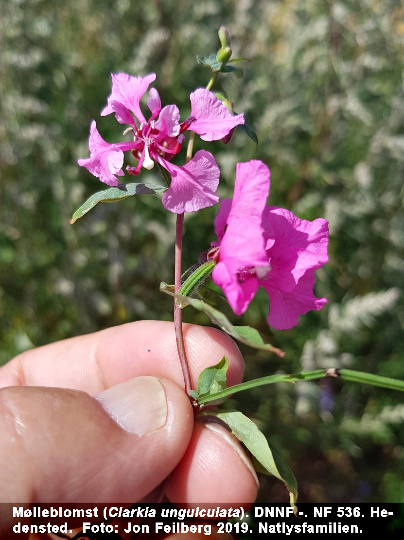a CLAR UNG tex 2019-07-17 13.06.04