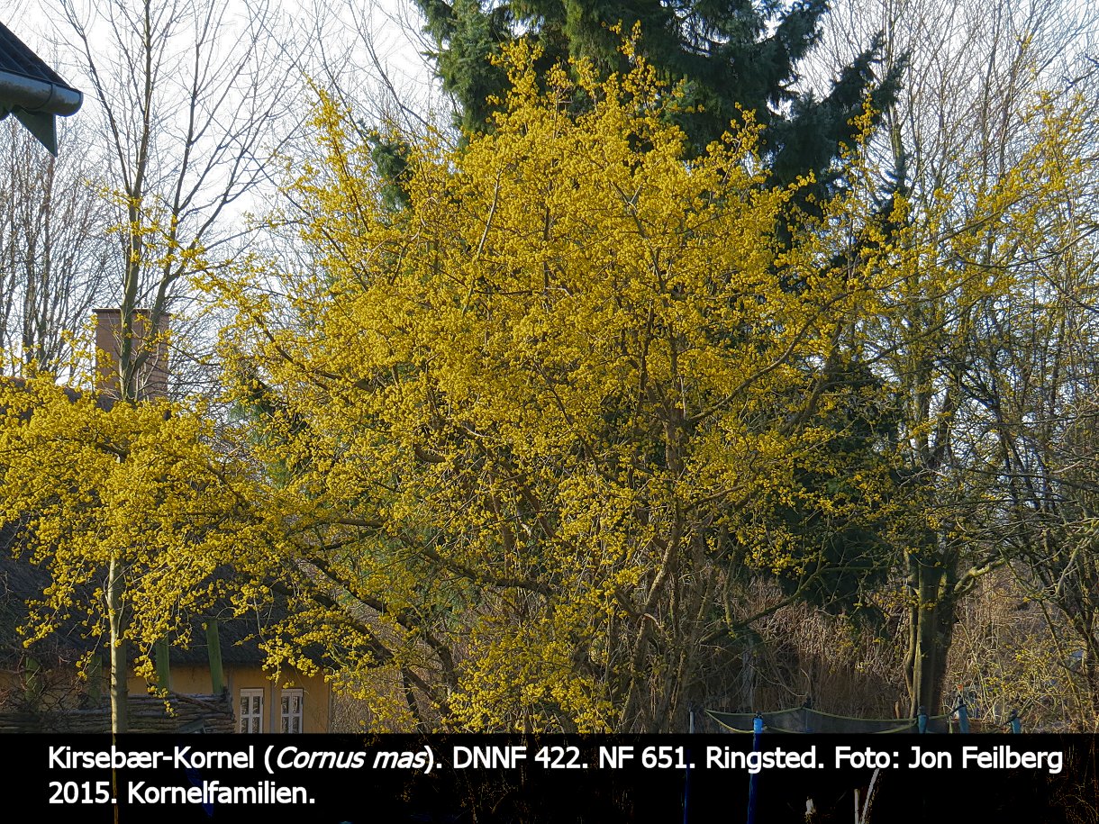 a CORN MASa tex3 2015-04-01 04.59.02