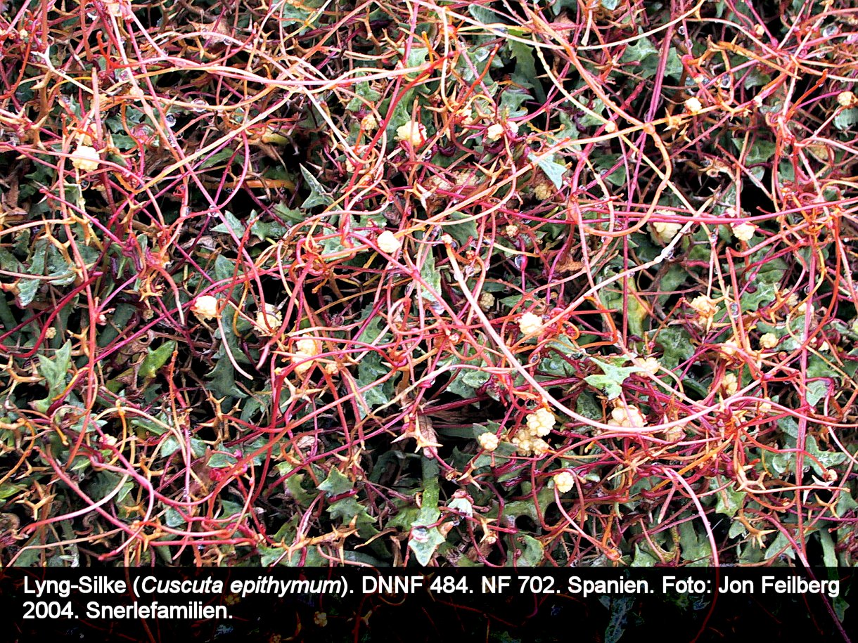 a CUSC EPI tex3 2004 160-6046_IMG