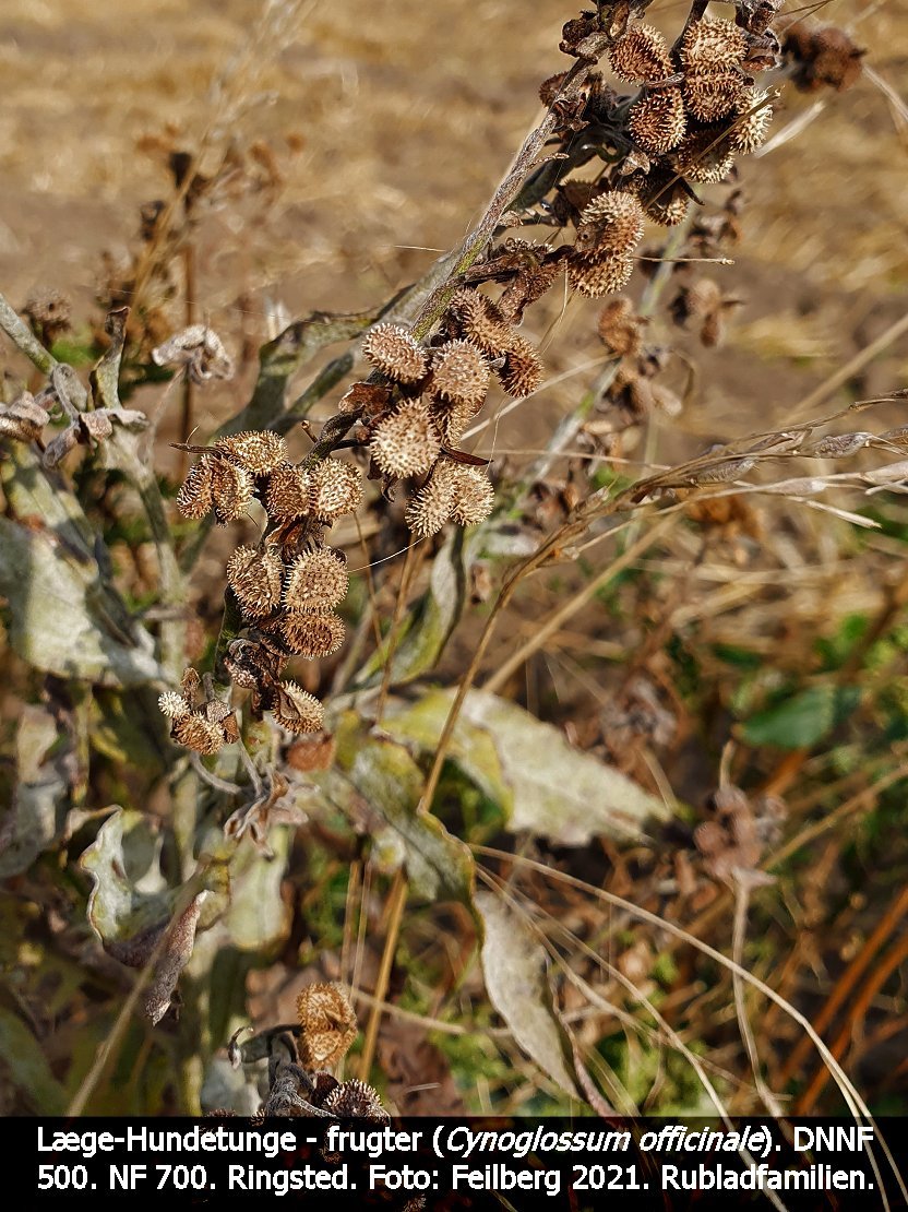 a CYNO OFFd tex3 2021-08-23 09.57.02