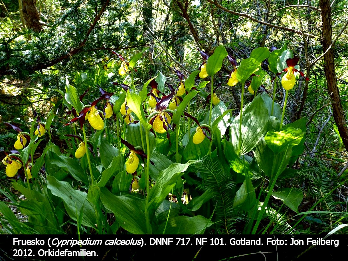 a CYPR CALab tex3 2012 P1010550
