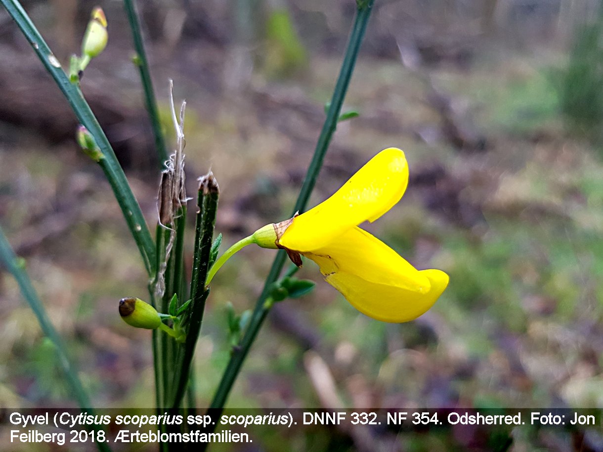 a CYTI SC SCO tex3 2018-01-26 14.36.59