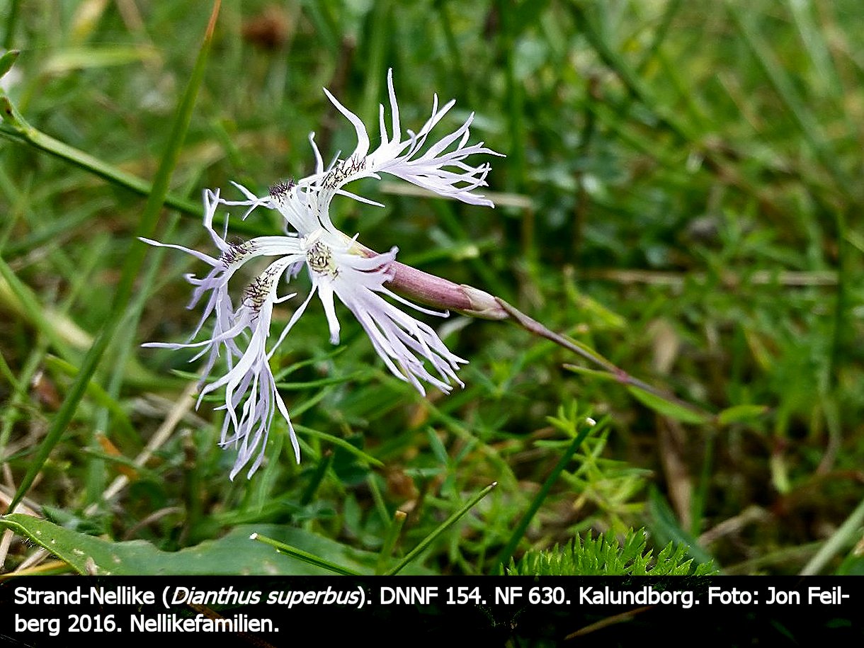 a DIAN SUPb tex3 2016-08-20 14.13.41
