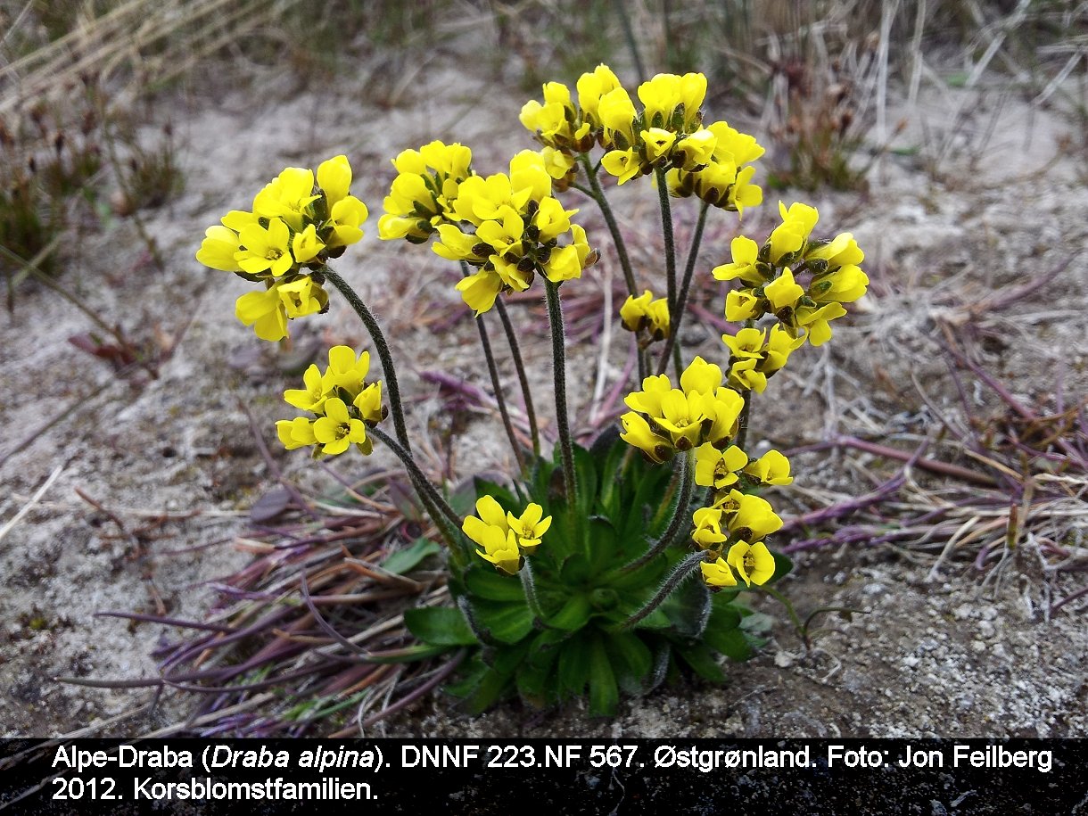 a DRAB ALPb tex3 20120708_144927