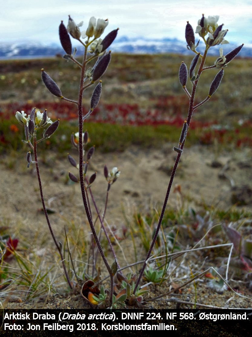 a DRAB ARCb tex3 20120707_121325