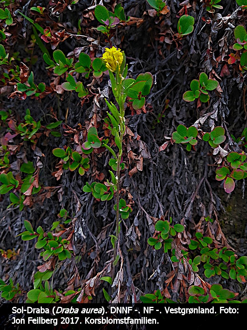 a DRAB AURb tex3 2017-07-18 11.38.54