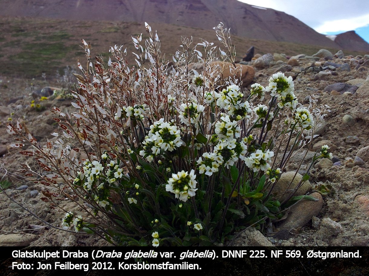 a DRAB GLAb tex3 20120708_173343