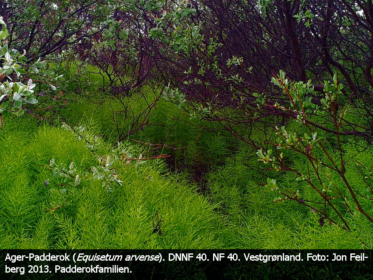a EQUI ARVb tex3 20130709_164935