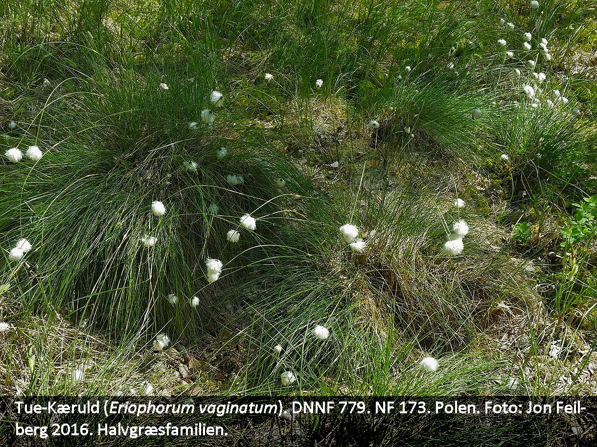a ERIO VAG VAG tex 20160525_104902